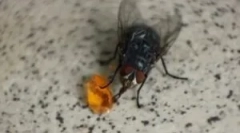 Nutriția muștelor interne și a altor zboruri