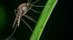 Mosquitouri alimentare și sânge imaginar