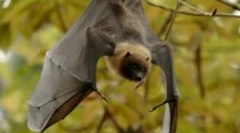 Nutriția șoarecilor volatili în natură și casă