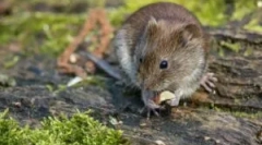 Șoareci alimentari în viața sălbatică și acasă