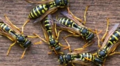 Nutriție os și miere de osin