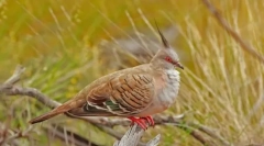 Pitty. Familie de păsări