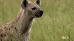Spotted hyena - grozny african prădător