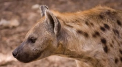 Hyena spotted