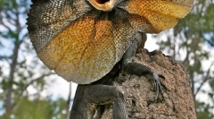 Șopârlă ca o șopârlă