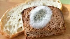 Ciuperci de mucegai pe pâine și cauze ale aspectului lor