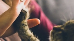 Pro și conținutul pisicii