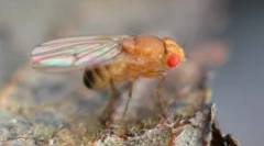 Fructe de zbor de drosophila