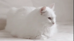 De ce pisicile albe surd?