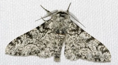 De ce păianjenii de mesteacan au o culoare diferită?