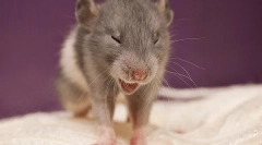 De ce sneezes rat: cauze, simptome și tratament, ce să faceți