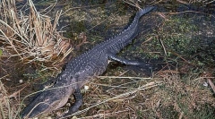 De ce dinozaurii au fost principalele creaturi pe planeta noastră?