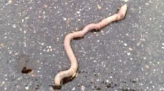 De ce ieșirile de ploaie ies din pământ?