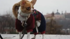 De ce chihuahua tremurând și ce puteți face