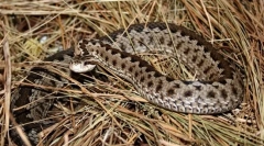 De ce vijuku este numit violet