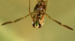 De ce micile gladiile înoată picioarele?