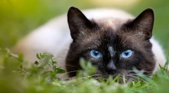 De ce spun că pisica are 9 vieți?