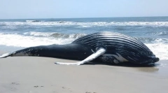 De ce balenele sunt aruncate pe uscat?