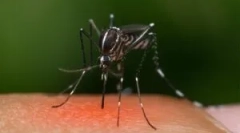 De ce țânțarii nu mușcă toți?