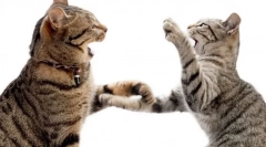 De ce pisica se grăbește pe o pisică?