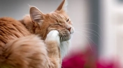 De ce pisica zgârie urechea și își scutură capul?