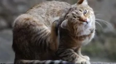 De ce pisica este desenată dacă nu există nici o purică?