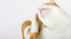 De ce pisica este sacră?