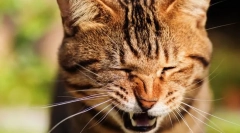 De ce pisici de pisici?