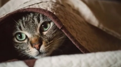 De ce o pisică tremură?