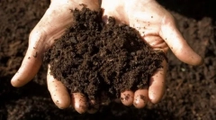 De ce pisica mănâncă teren