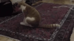 De ce plimbări de pisici