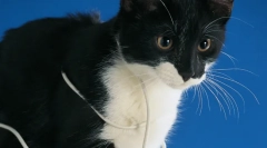 De ce firele de strângere a pisicilor