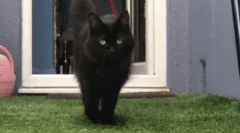 De ce pisica merge pentru mine?