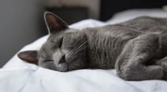 De ce pisica sforăit?