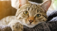 De ce pisica pierde greutate?