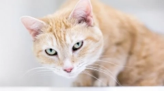 De ce pisica toaghie si scrolls?