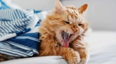 De ce tusea pisicii?