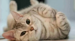 De ce pisicile plimbări pe podea?