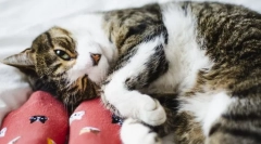 De ce pisica mușcă în spatele picioarelor