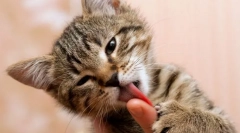 De ce pisica linge mâinile?