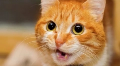 De ce mănâncă pisica și ridică fundul?