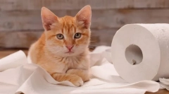 De ce pisica se prăbușește când se duce la toaletă?