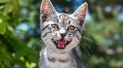 De ce pisica meowukiet?