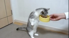 De ce pisica mănâncă foarte mult?