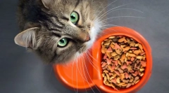 De ce pisica nu mănâncă?