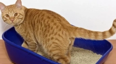 De ce pisica nu merge la tava?