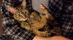 De ce pisica nu-i place când își țin pe mâini?