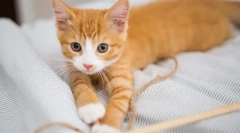 De ce pisica nu creste?