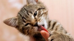 De ce pisica linge proprietarul?