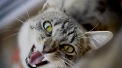 De ce pisica strigă noaptea?
